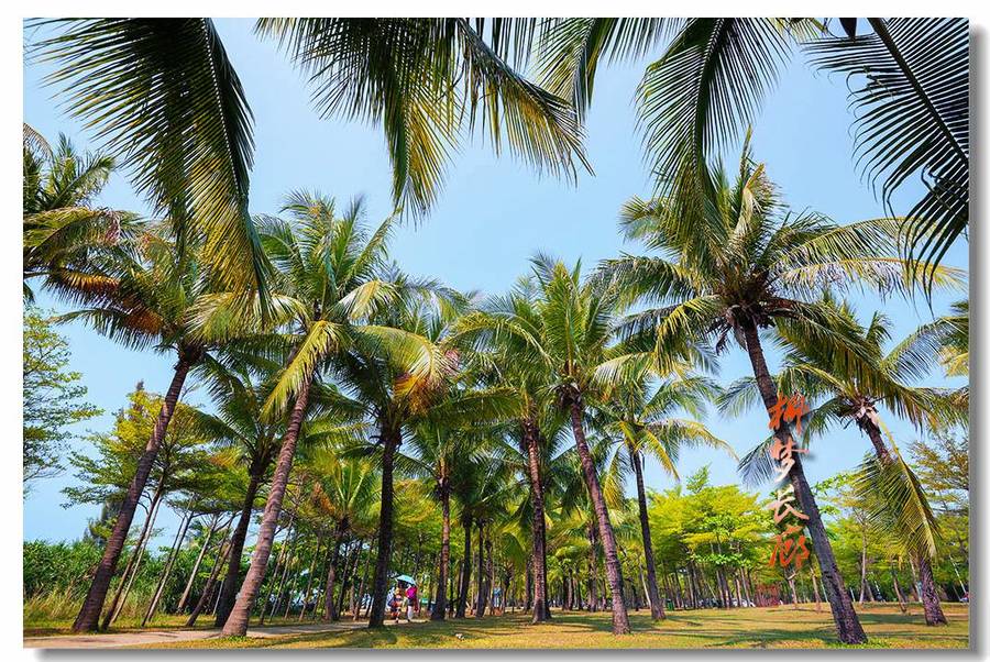 三亚湾椰梦长廊风景区图片