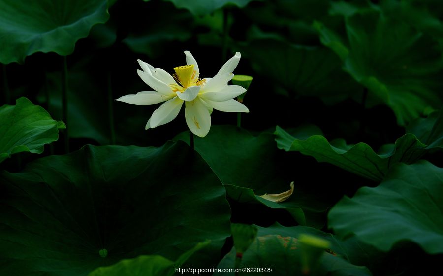 潔白高雅是白蓮花