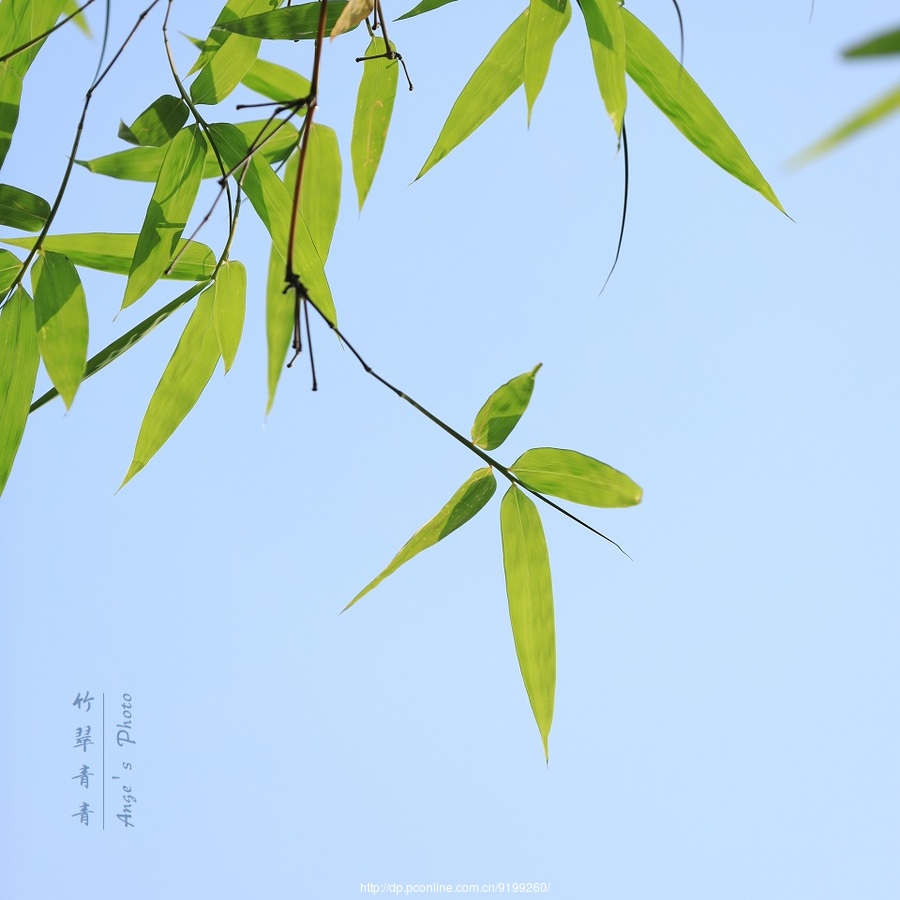 春天的竹子唯美图片