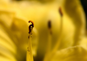 花卉的微距摄影的焦点、虚实、层次