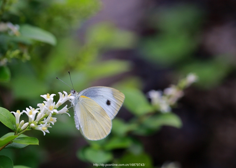木棉花的春天小蝶图片图片