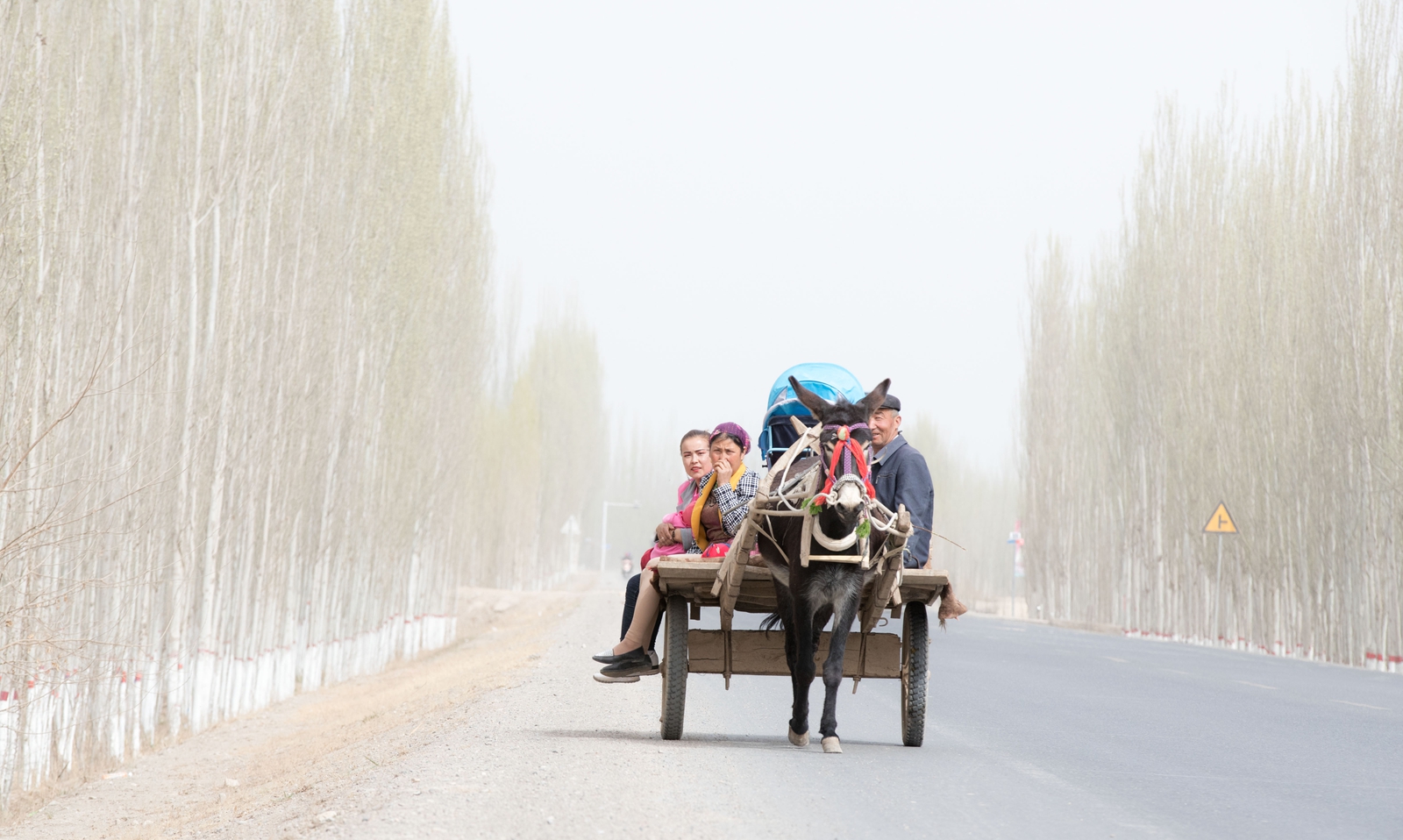 好拉风！新疆鄯善街头有支奇特的“骡子车队” - 中国日报网