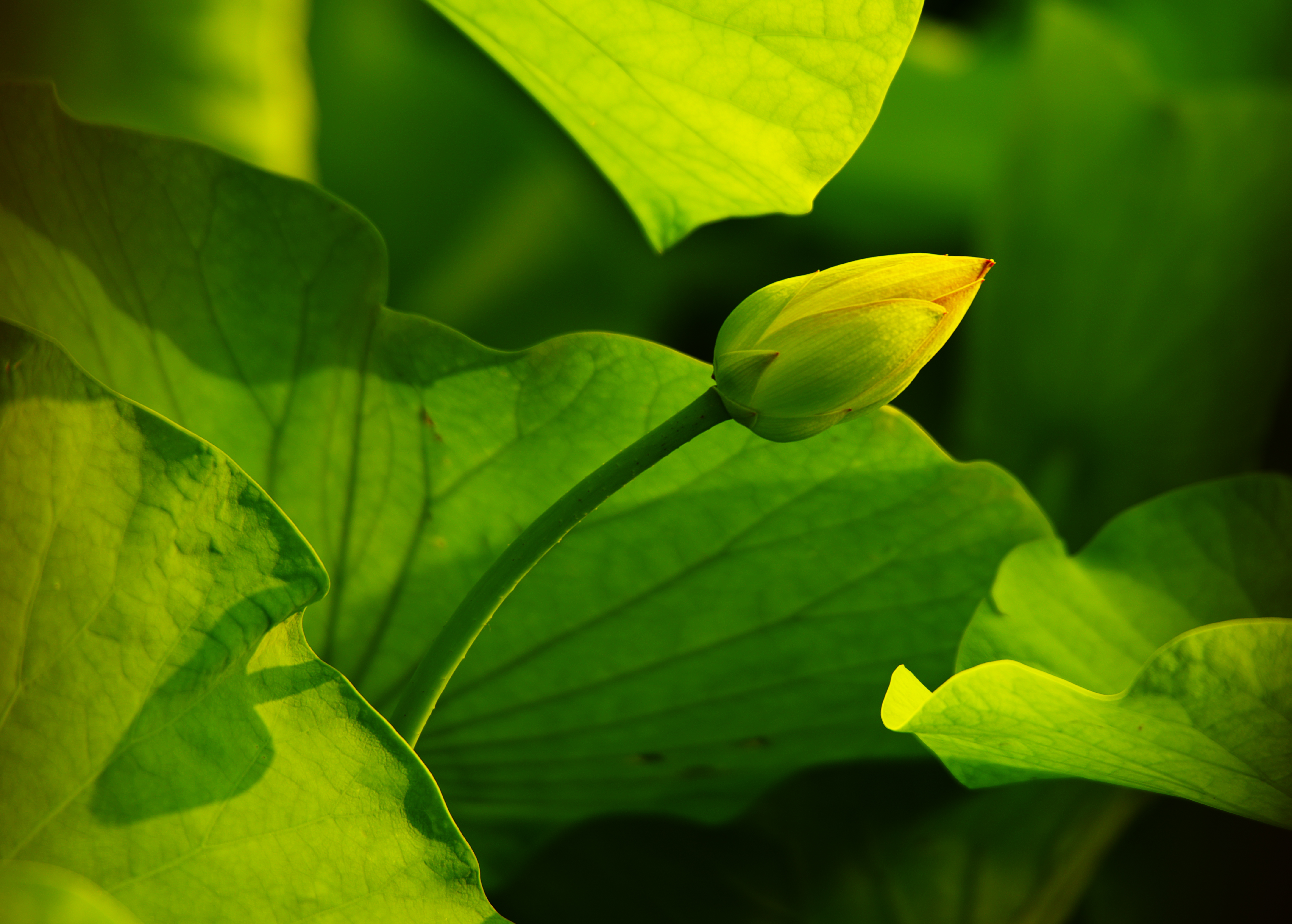 六月最具代表性的花(六月最具代表性的花有哪些)