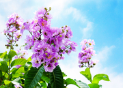 蓝天下的大叶紫薇花