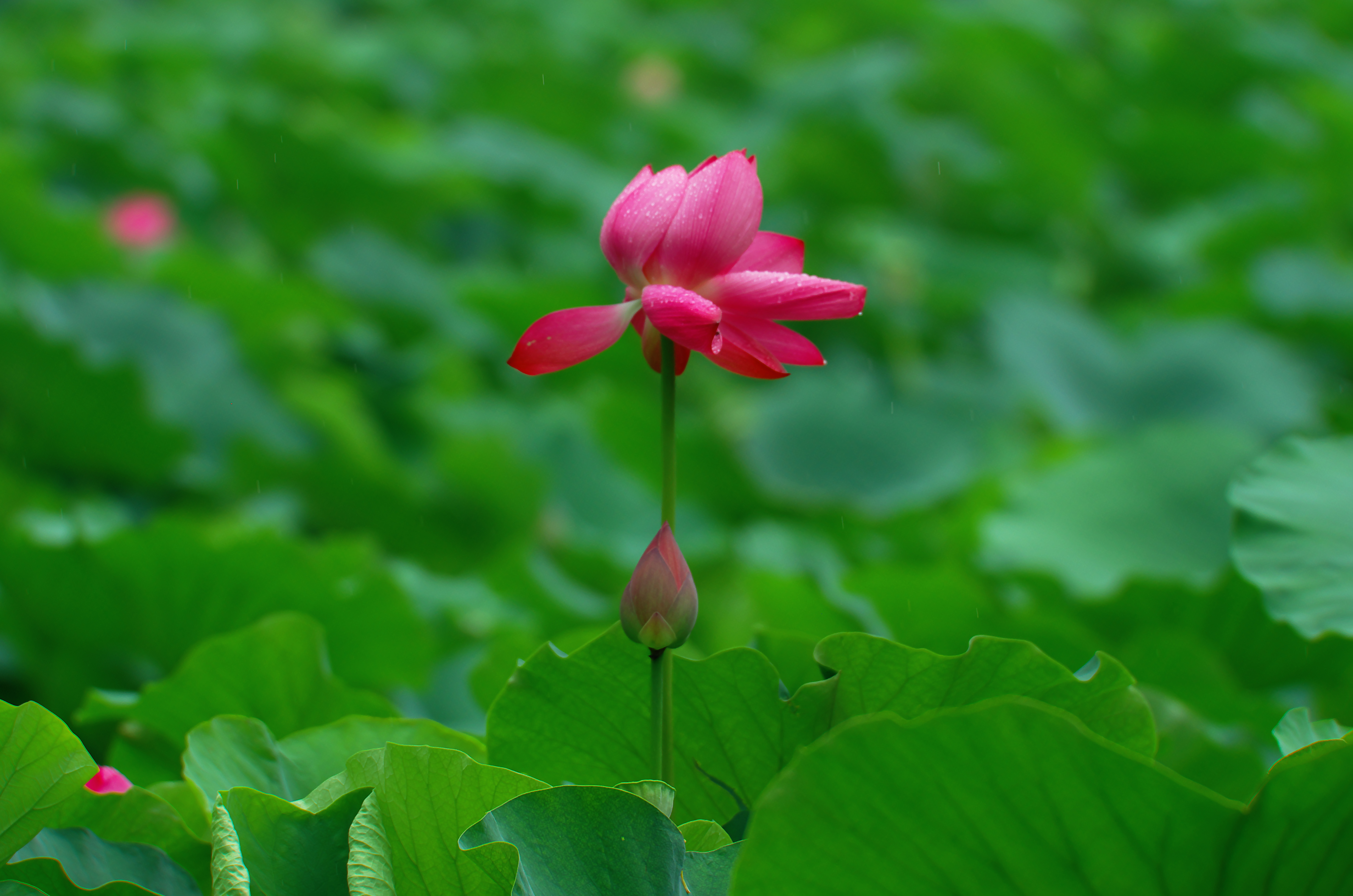 莲塘美,荷花亮.
