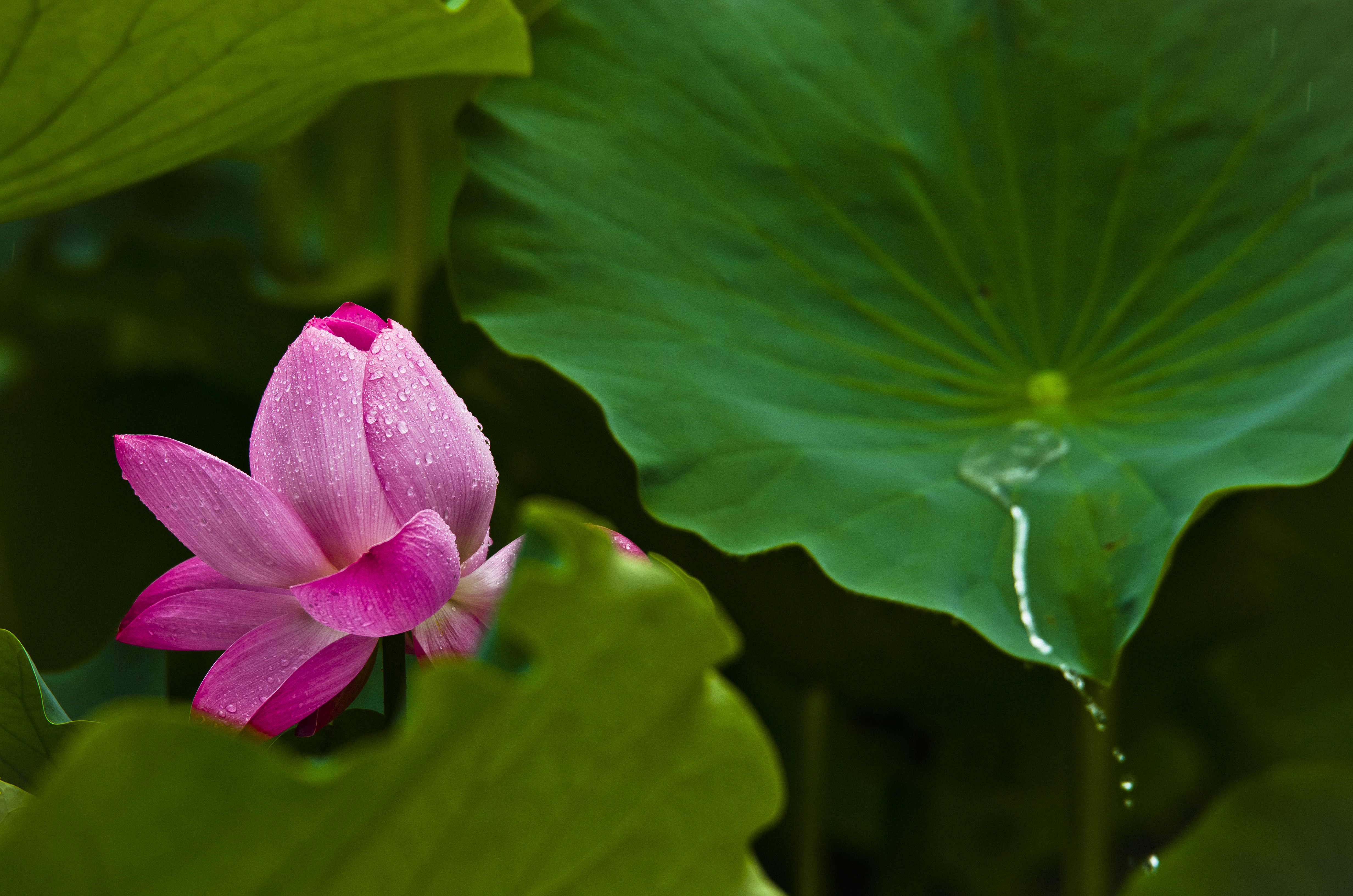 莲塘美，荷花亮。