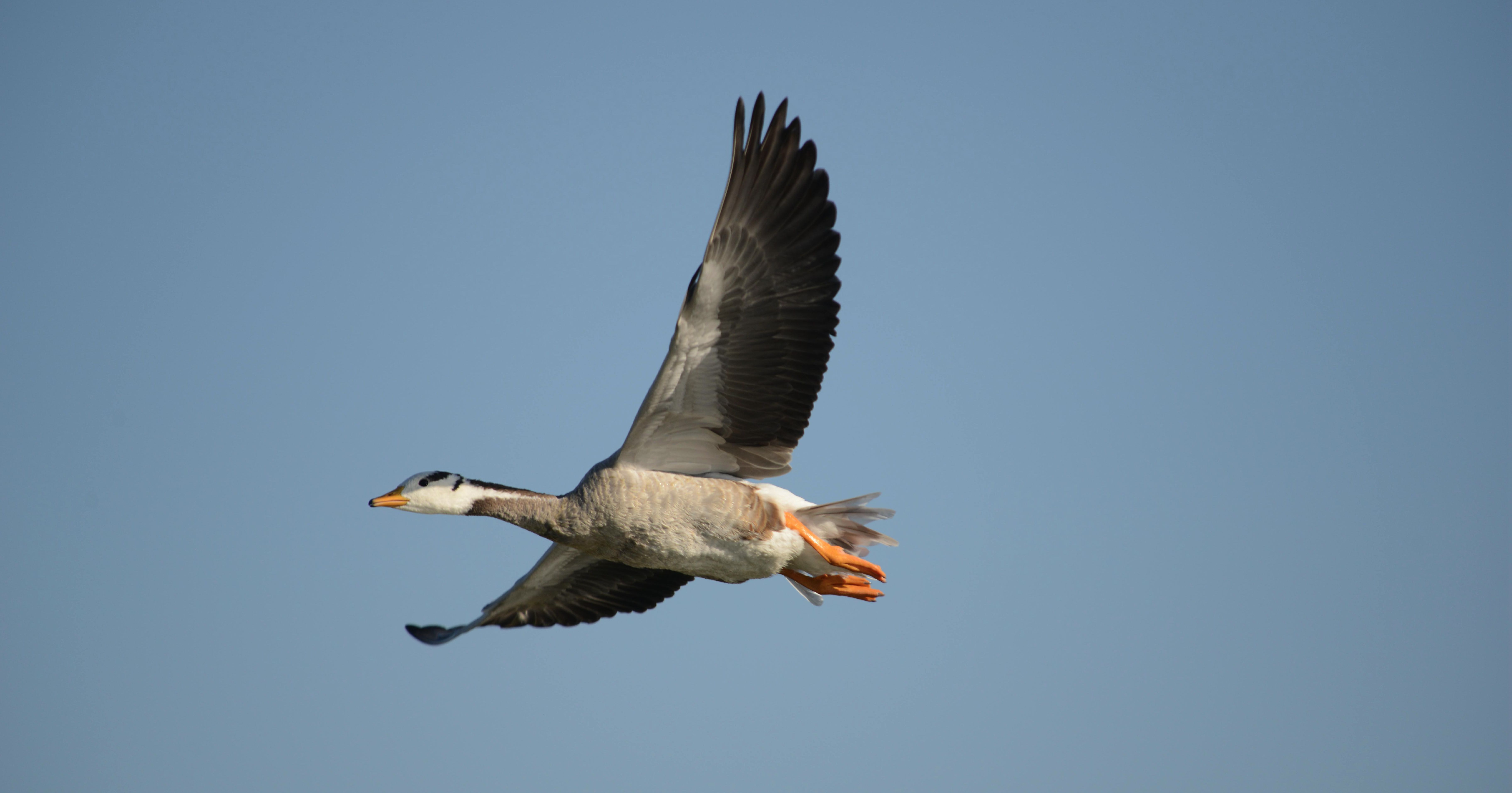 青海湖斑头雁图片图片