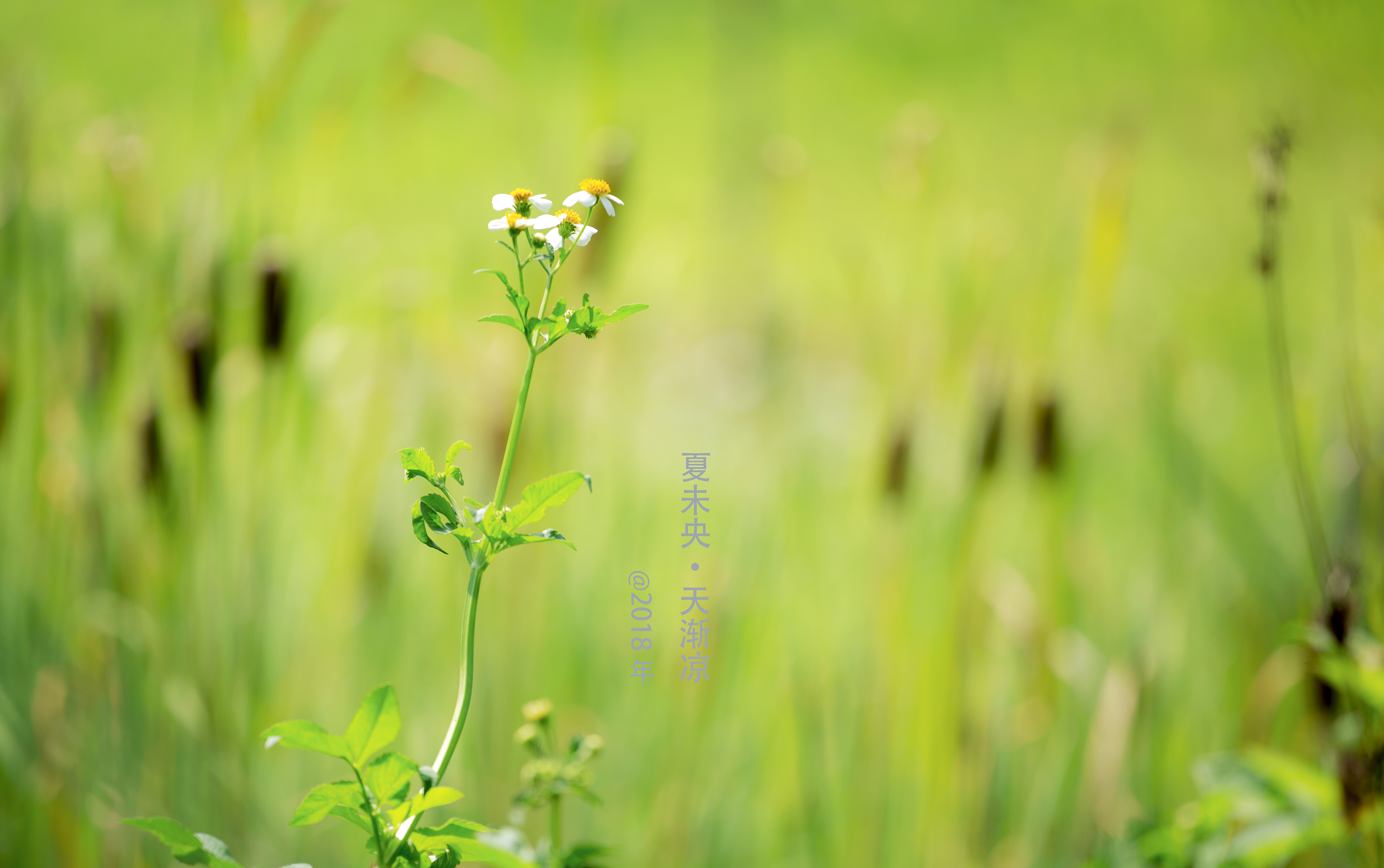 夏未央,天漸涼