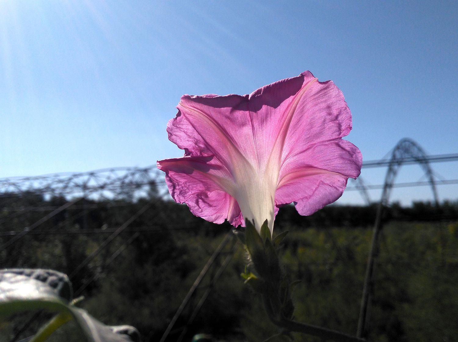 新井花海