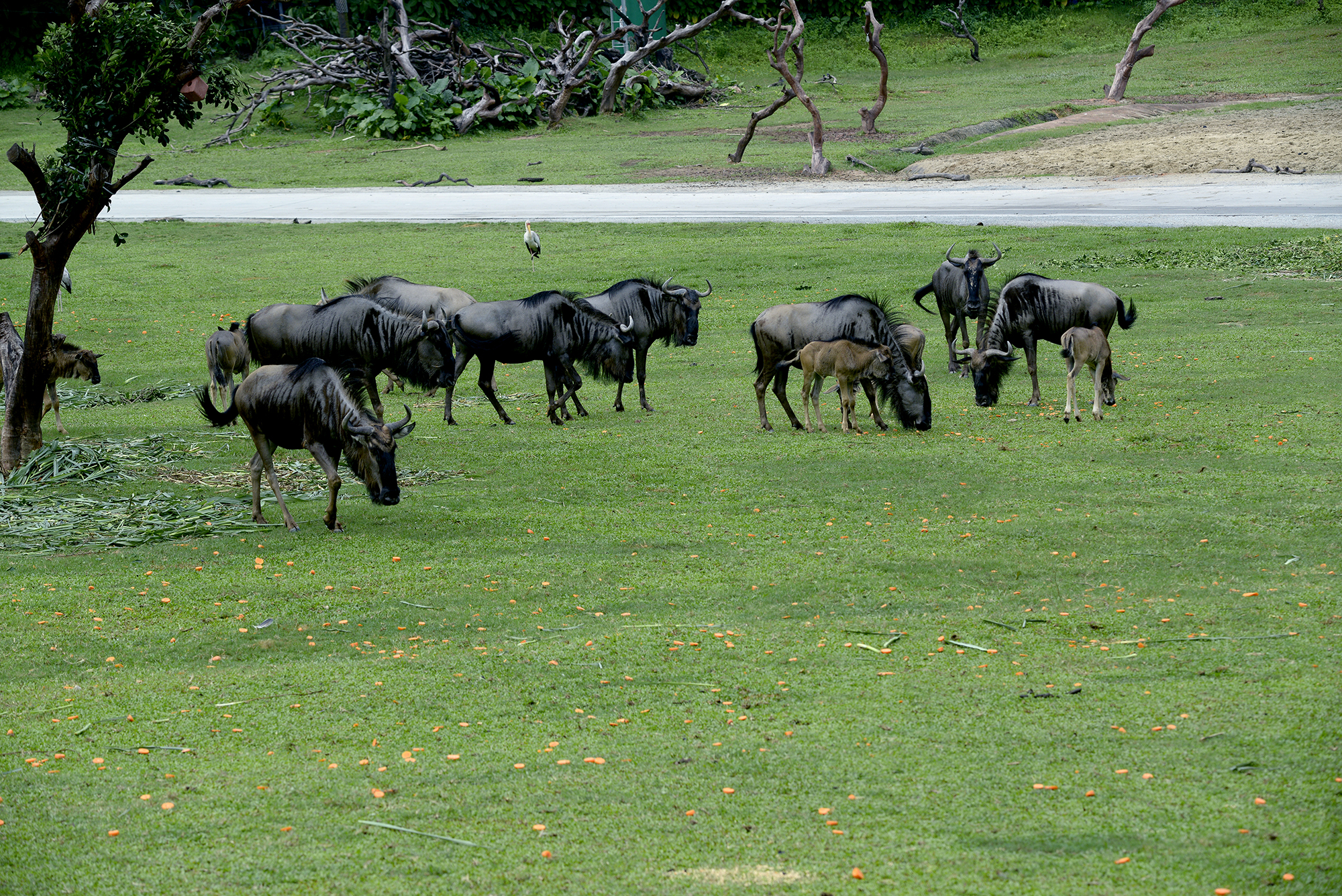 【长隆野生动物世界摄影图片】生活摄影_最牛驴友_太平洋电脑网摄影