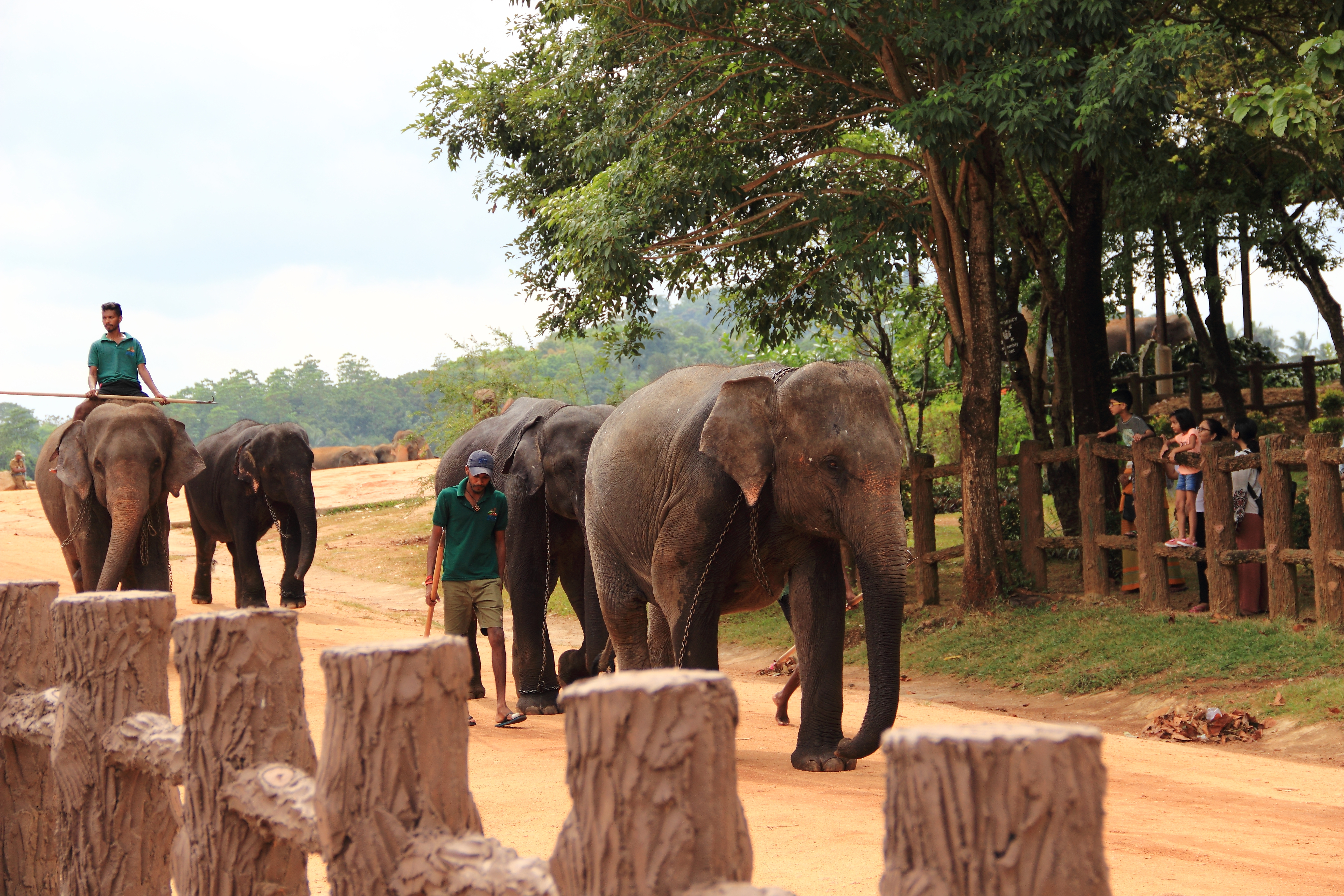 斯里兰卡之大象孤儿院