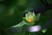 鹅掌楸-中国的郁金香树