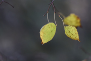 Ҷ˵
