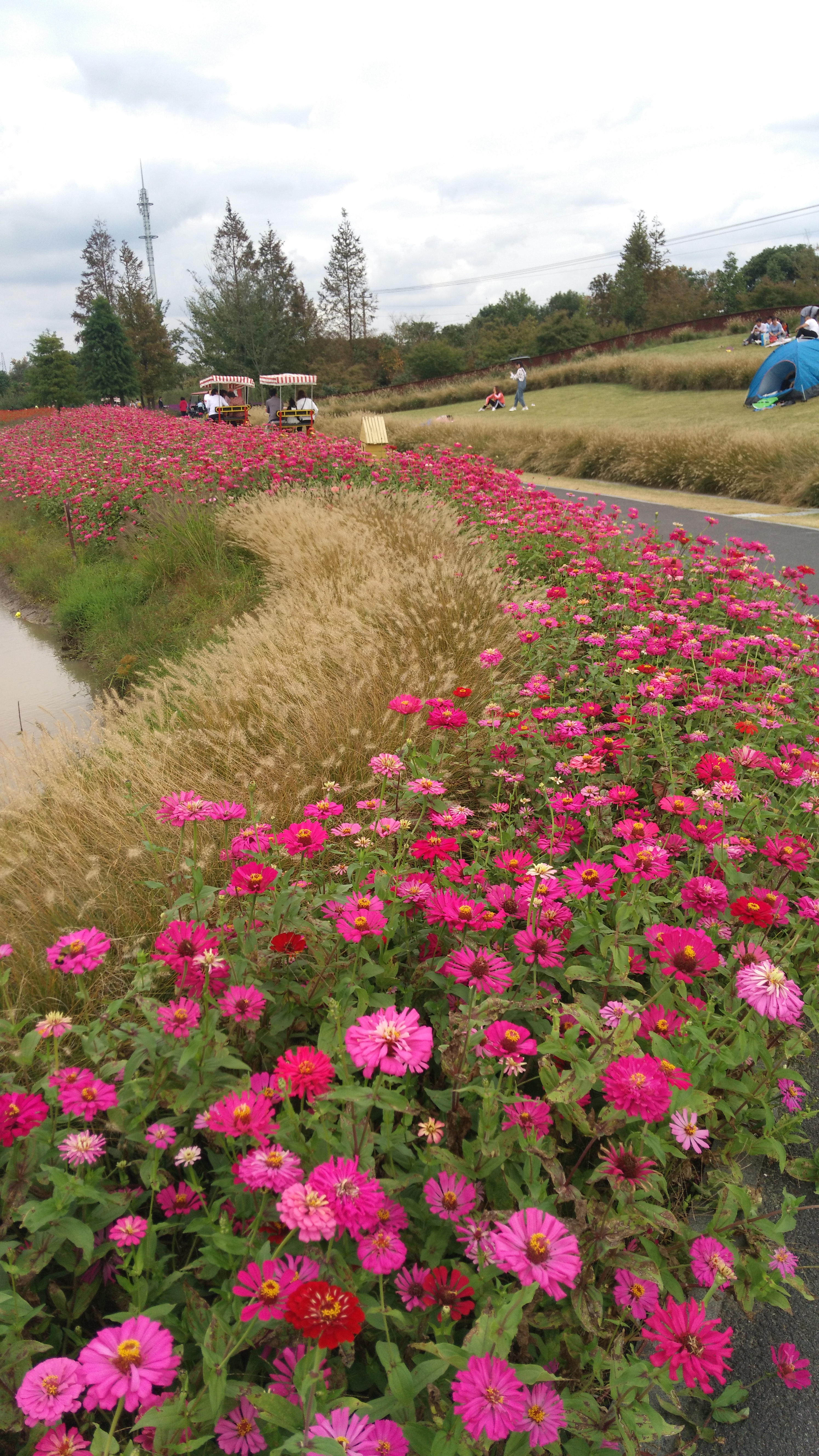 【上海金山區花開海上公園遊覽點滴攝影圖片】生態攝影_雪兒天地