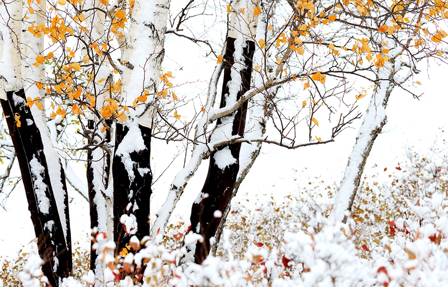 纯洁 纯净 傲立 生机(内蒙坝上11雪中白桦)