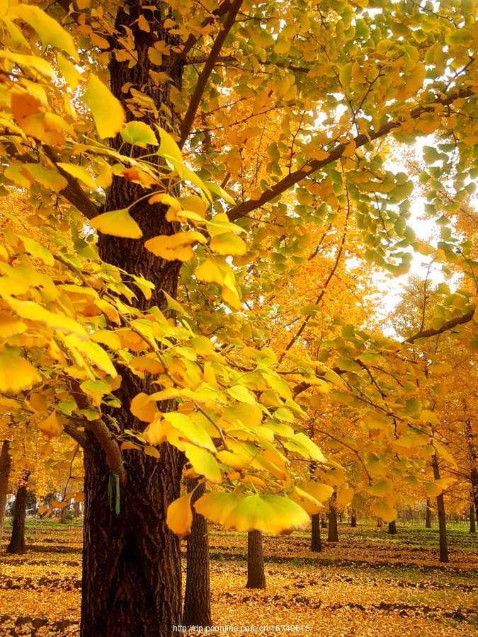 秋天银杏树的图片真实图片