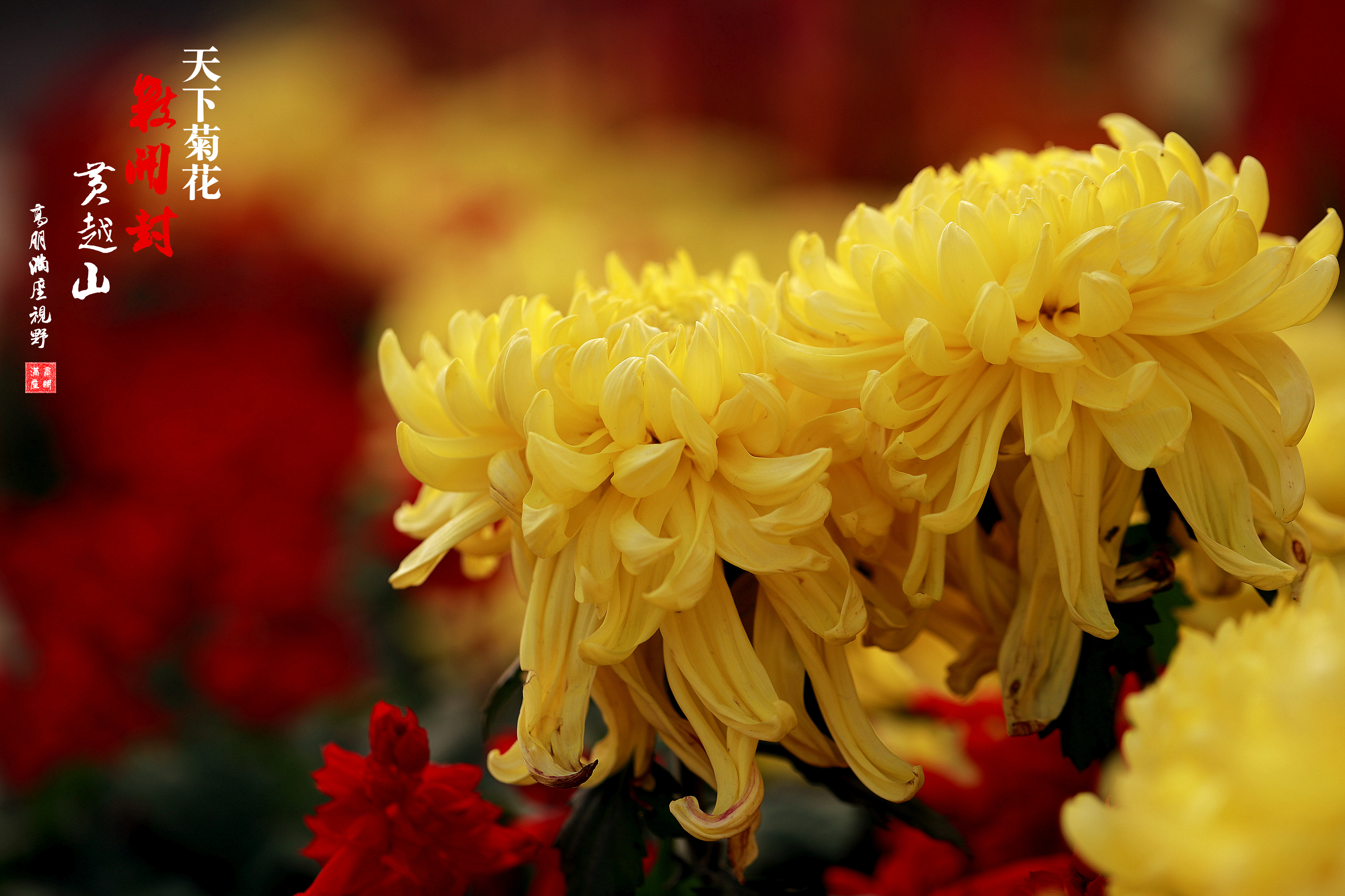 菊·黄越山·开封菊花甲天下