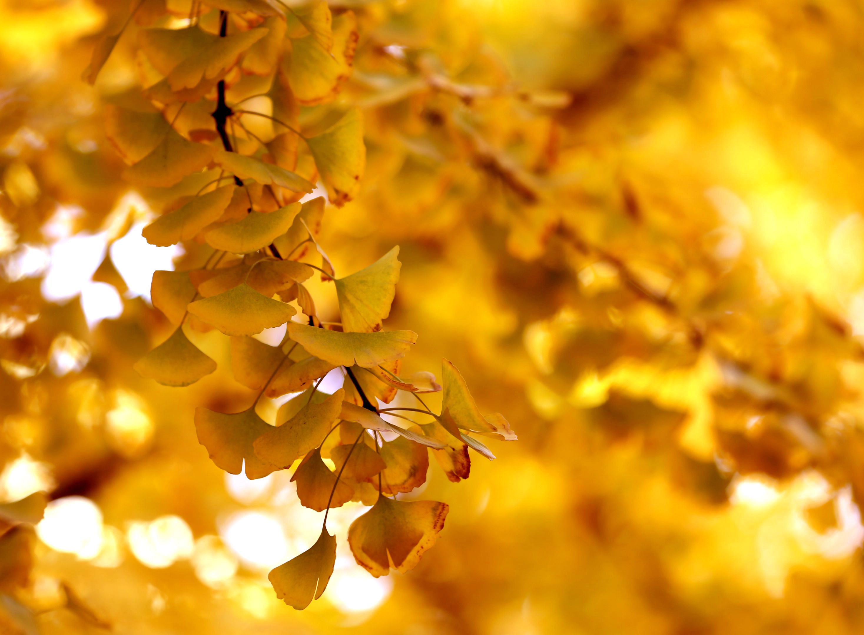 阳光自然树叶叶子摄影图高清摄影大图-千库网