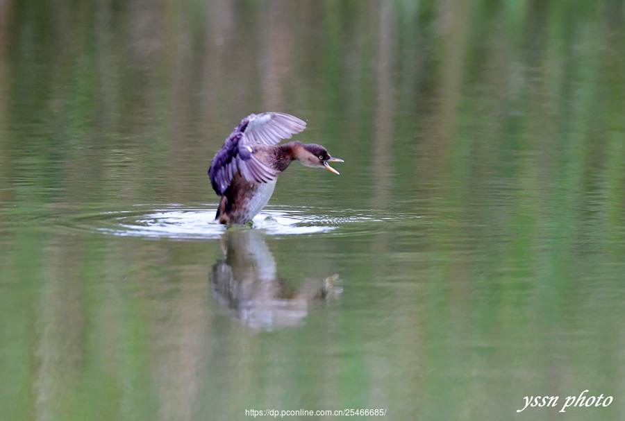 Little Grebe