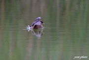 Little Grebe