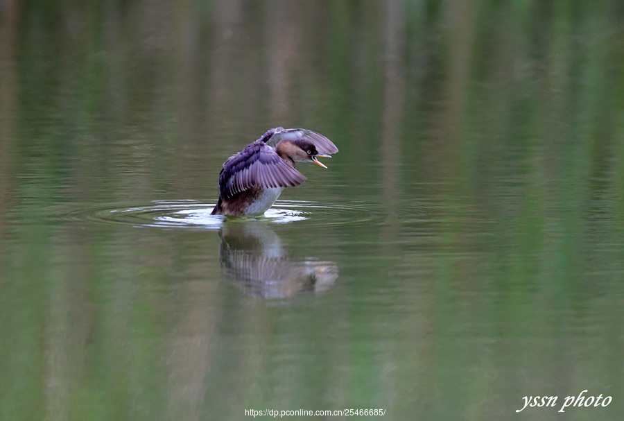 Little Grebe