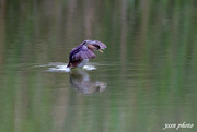 Little Grebe