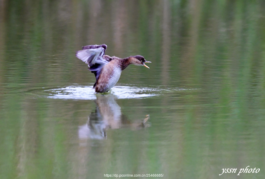 Little Grebe