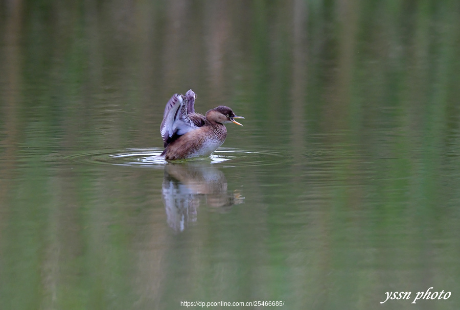 Little Grebe