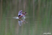 Little Grebe