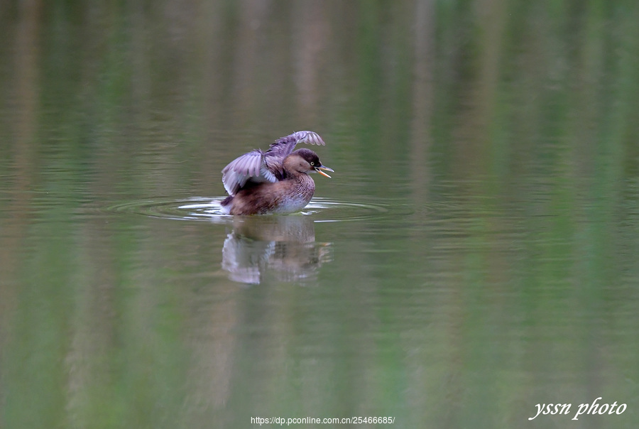 Little Grebe