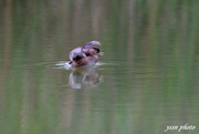 Little Grebe