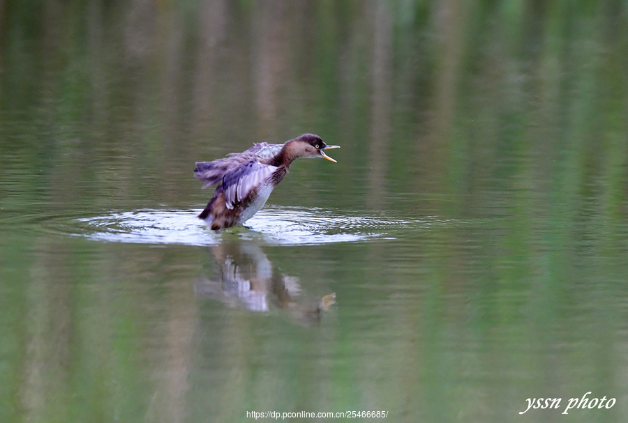 Little Grebe