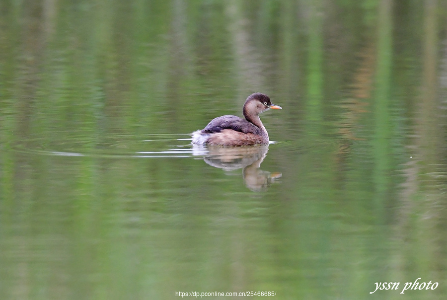 Little Grebe