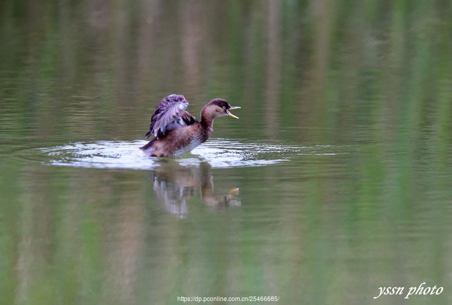 Little Grebe