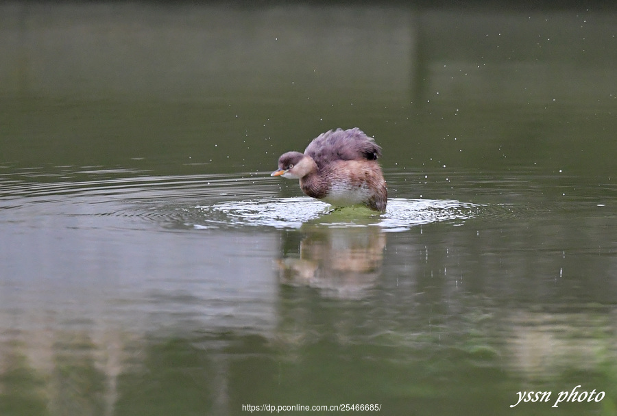 Little Grebe