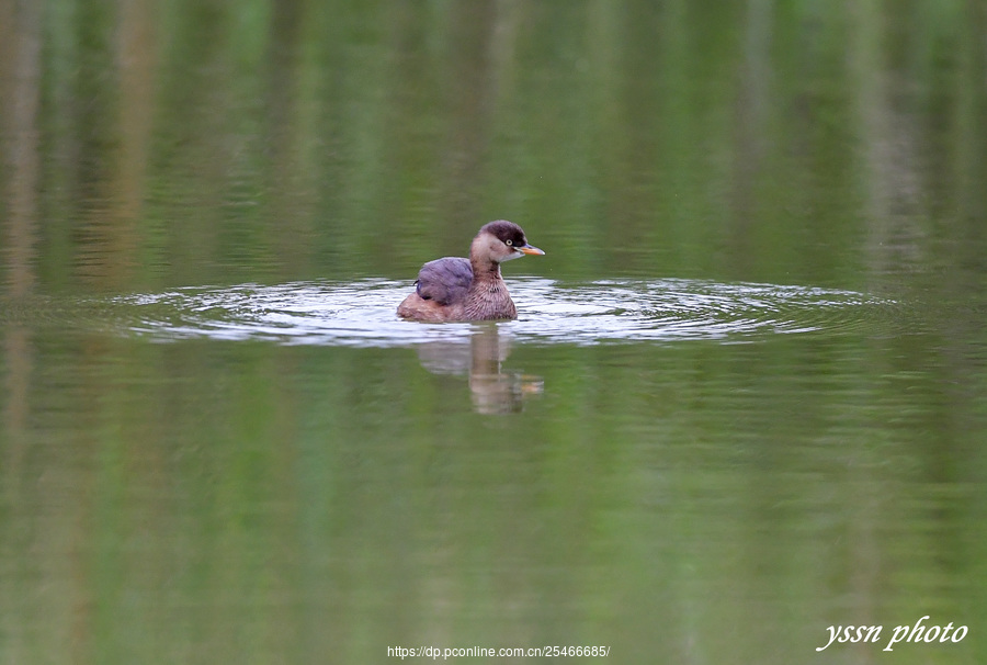 Little Grebe