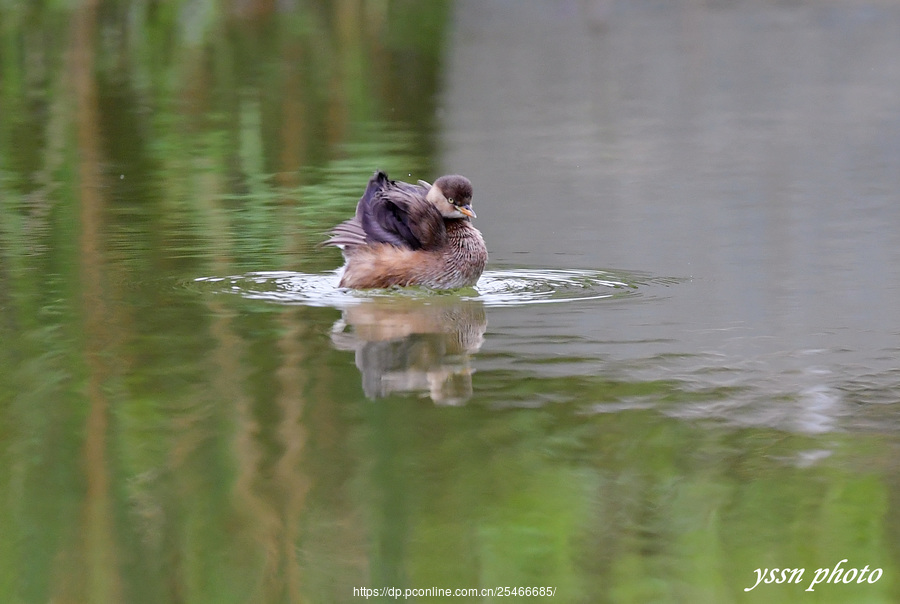 Little Grebe