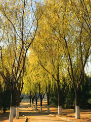 刘勇良手机纪实摄影：金色的垂杨柳树