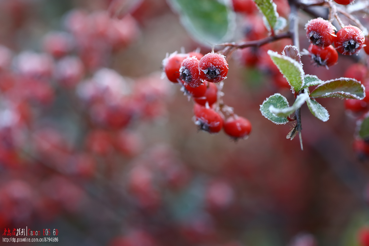 小雪节气，遍地寒霜