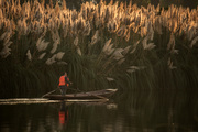 锦城湖边芦苇丛，摇船荡漾乐融融。