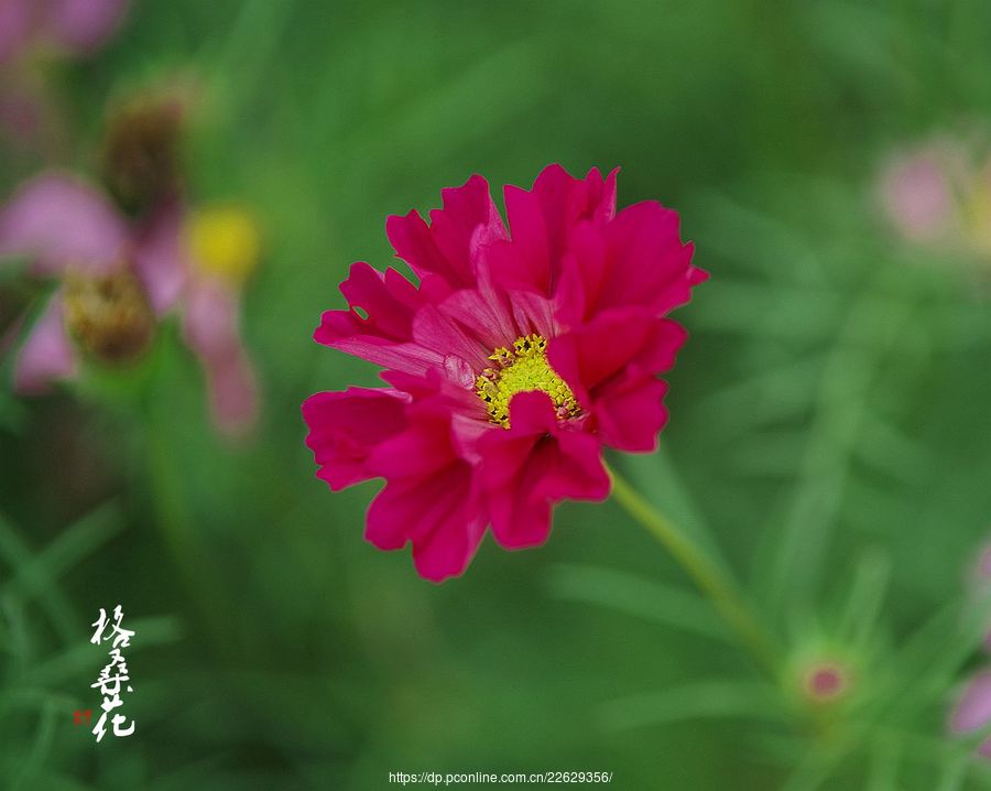 格桑花