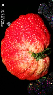 苹果大的草莓
