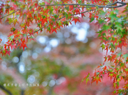 日本京都金阁寺及红叶