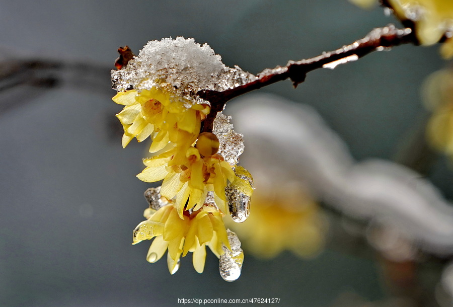 腊梅傲雪