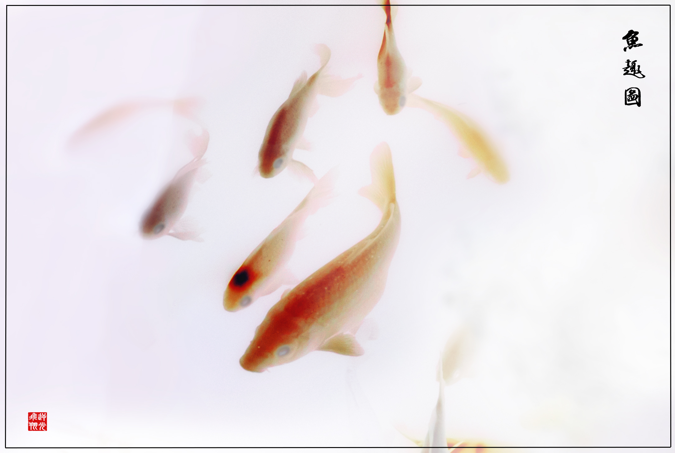 鱼趣图--红外摄影