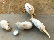 刘勇良手机纪实摄影：四只小野猫
