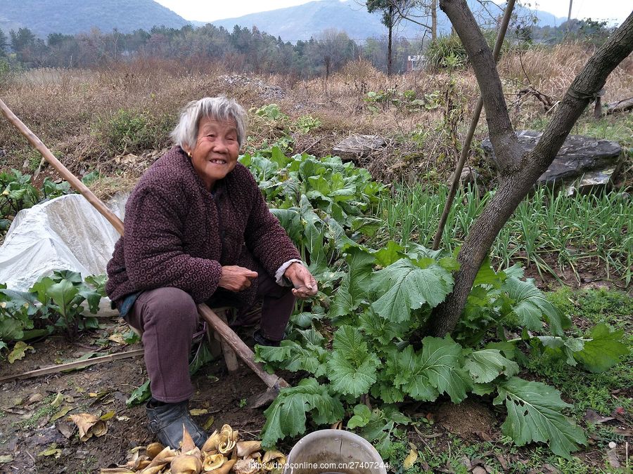 种菜的老婆婆