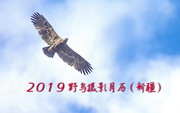 2019年野鸟摄影月历（新疆）