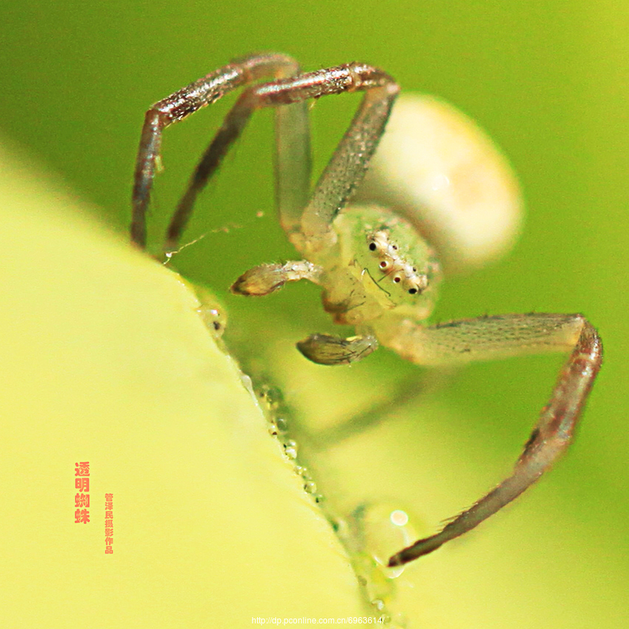 透明蜘蛛摄影图片 生态摄影 太平洋电脑网摄影部落