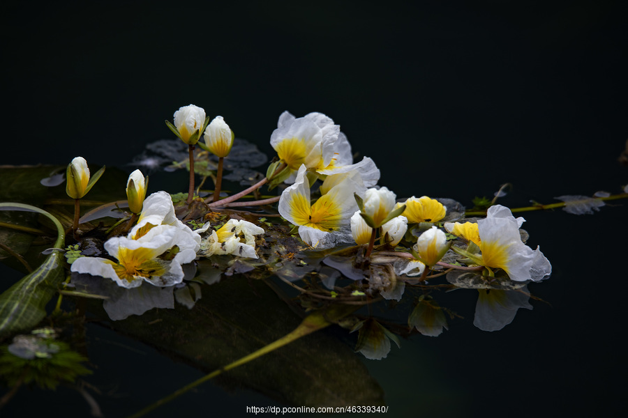 水中花